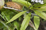 Swamp milkweed